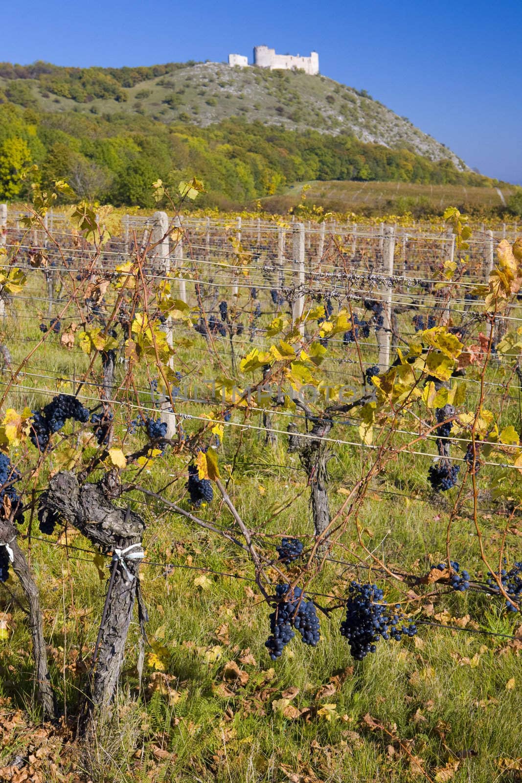 ruins of Devicky castle with vineyard, Czech Republic