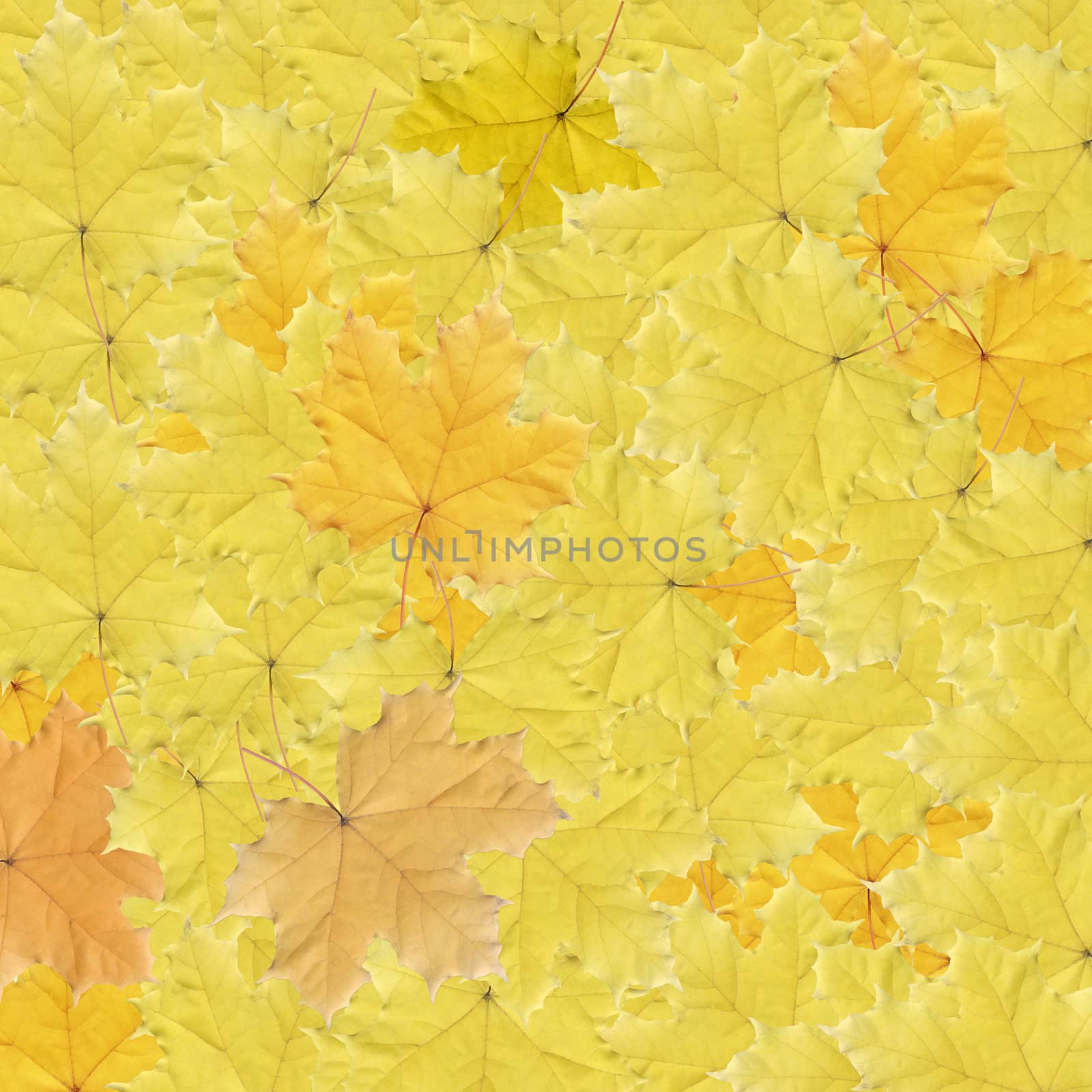 Background from autumn orange and yellow leaves of maple