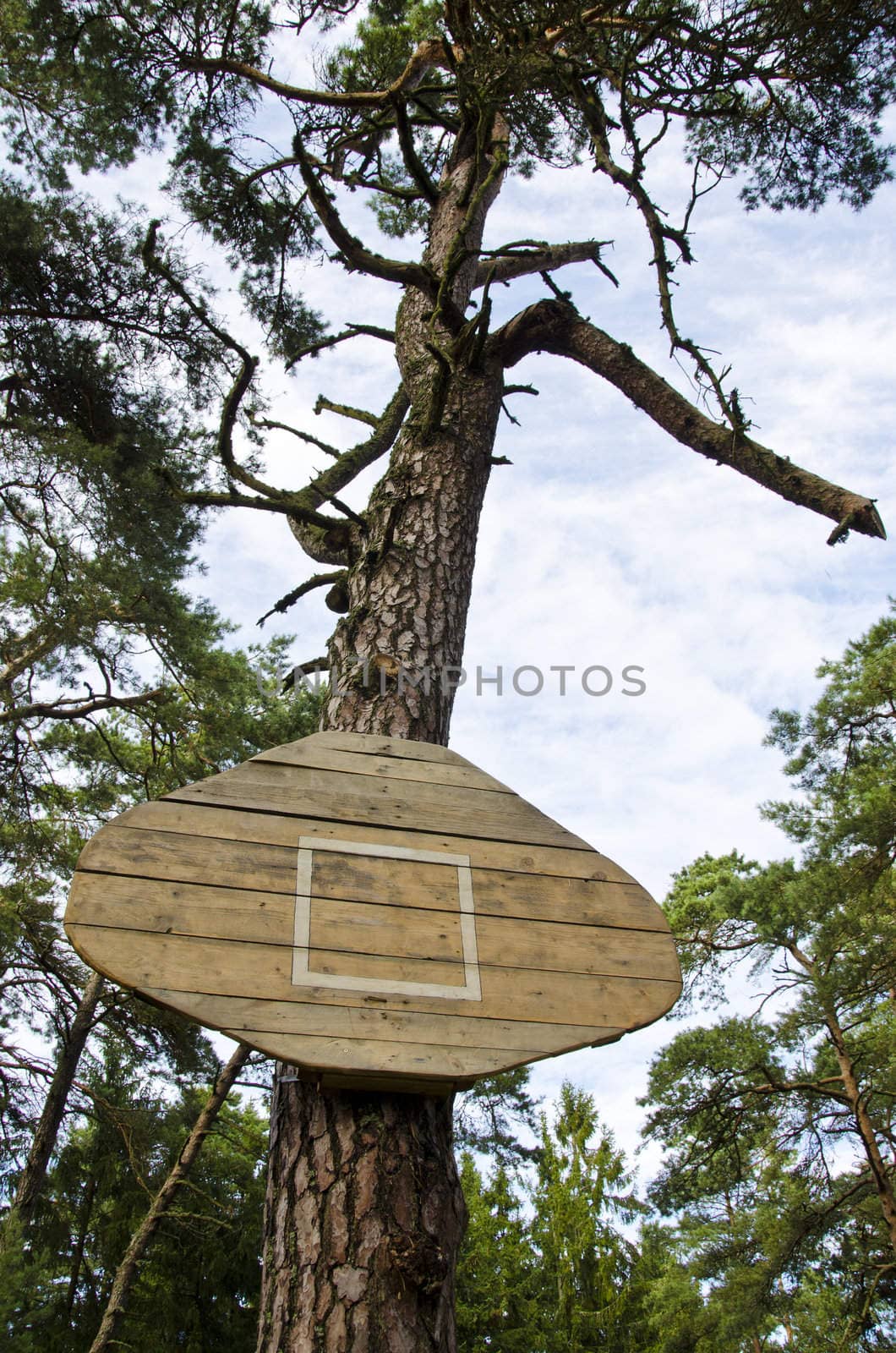 Basketball board without hoop attached to the pine tree trunk.