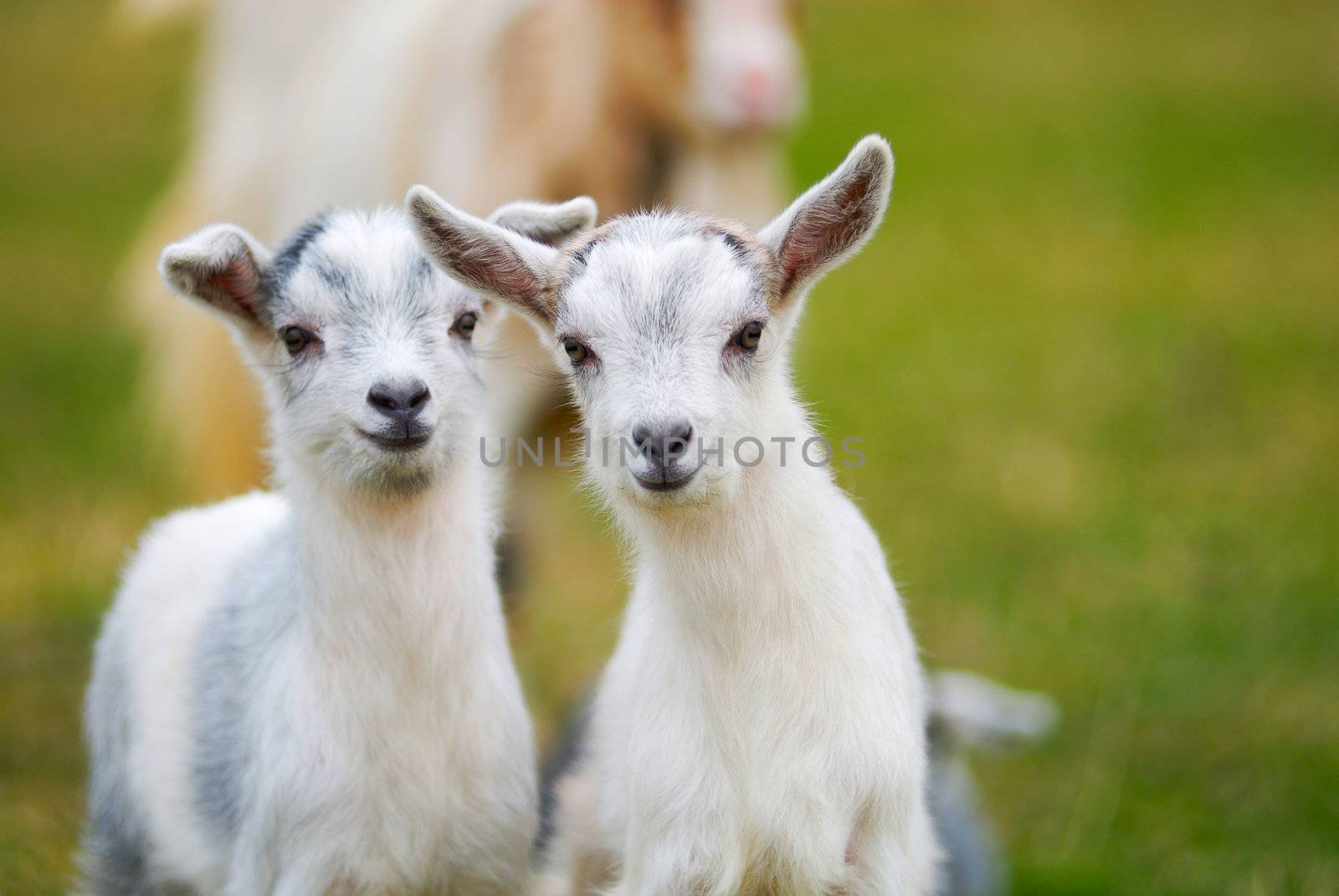 pair of curiosity goatlings, kids
