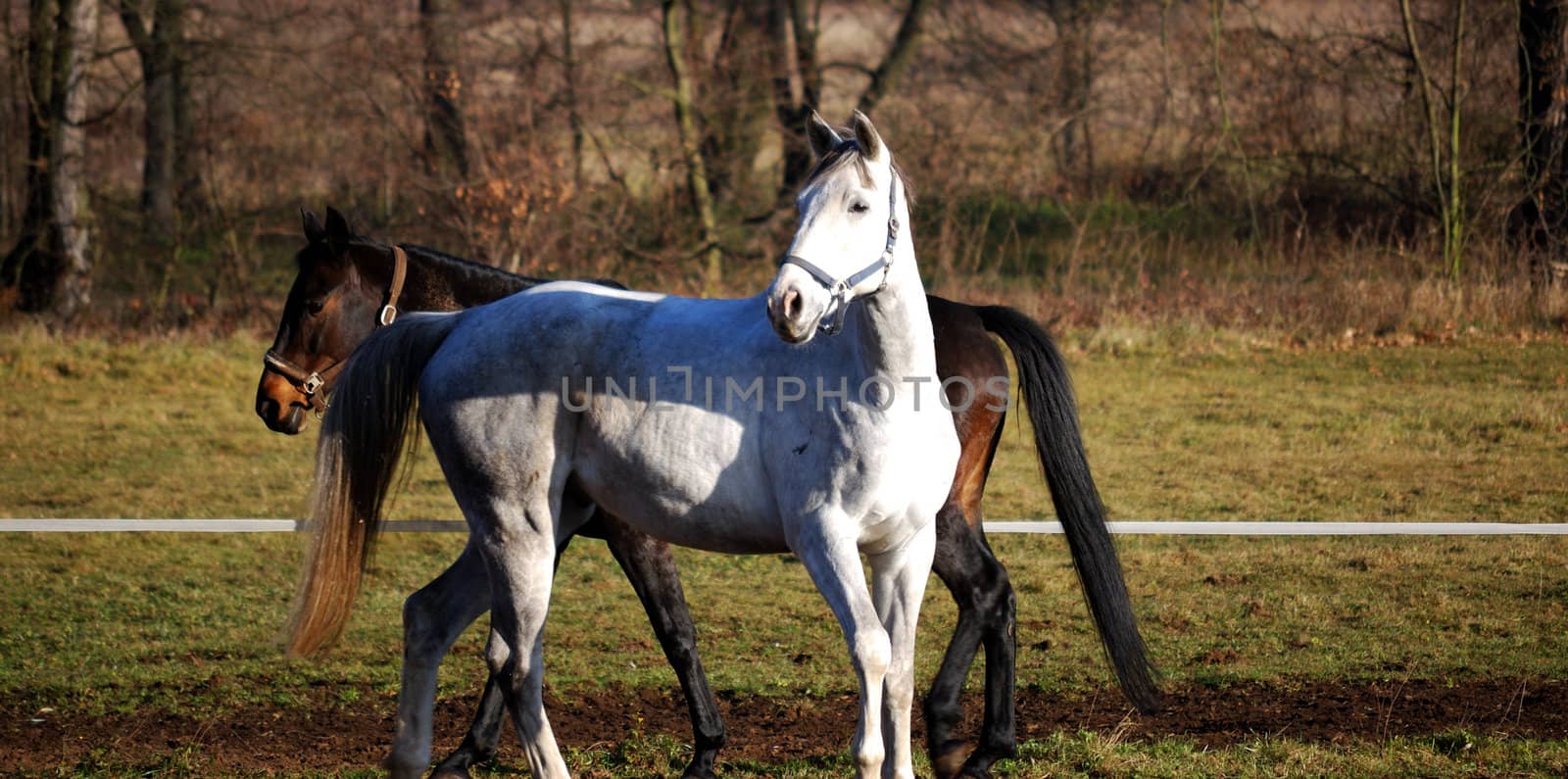 two horses in the paddock by RobertHardy