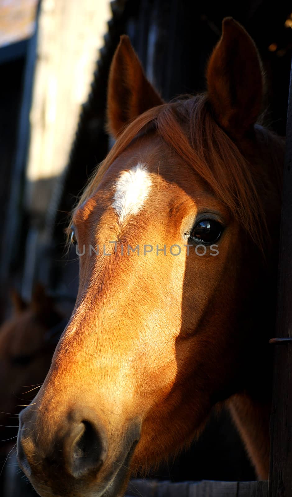 horce head in a sun