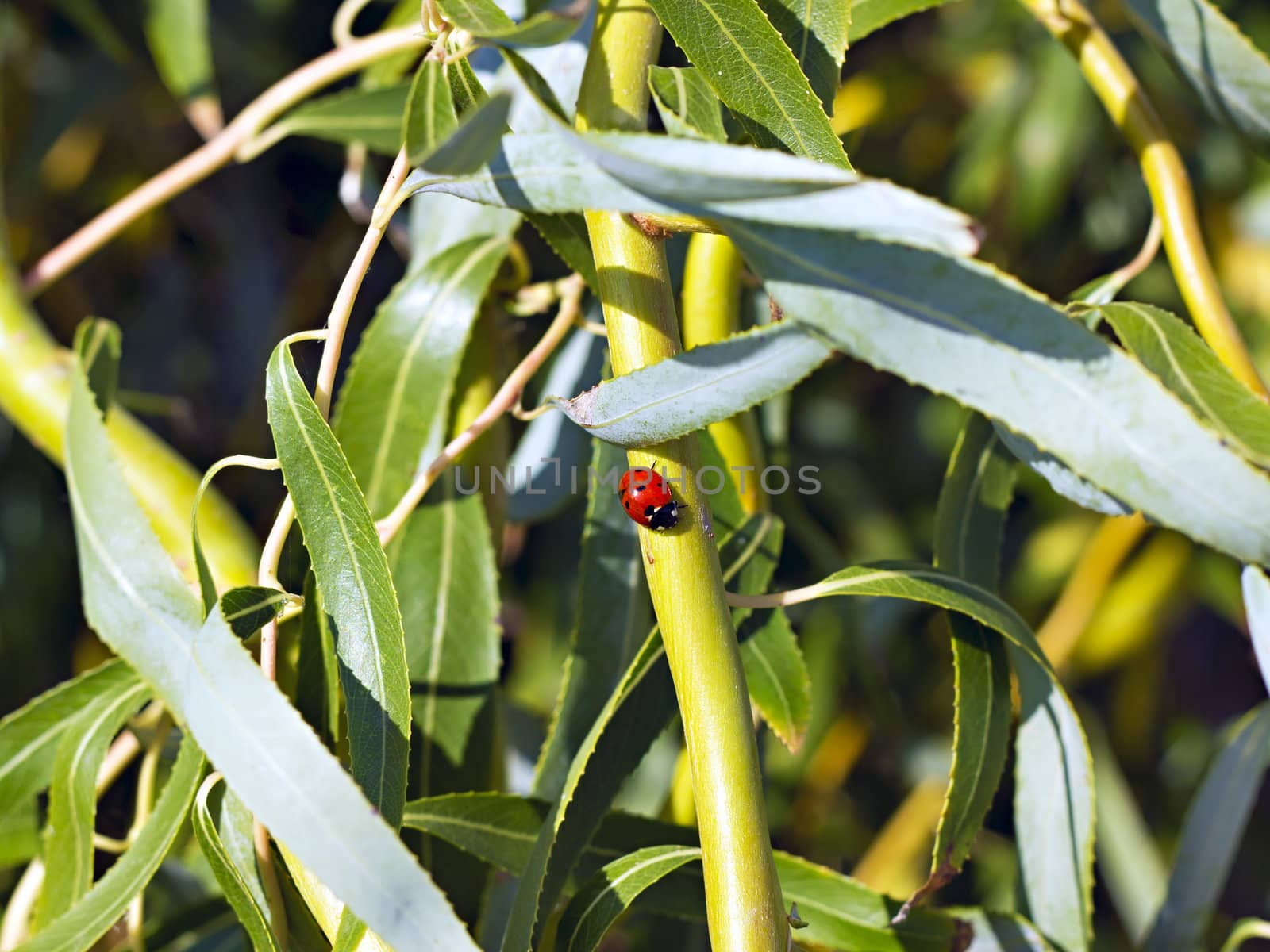 ladybug on green branch by Plus69