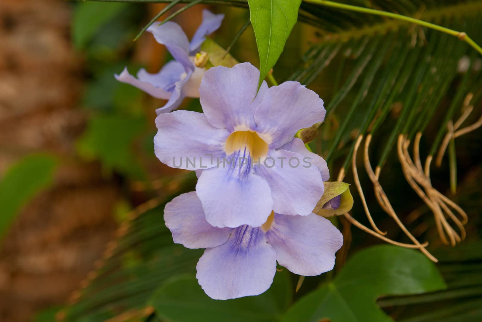 lilac color orchid flower on background of green leaves