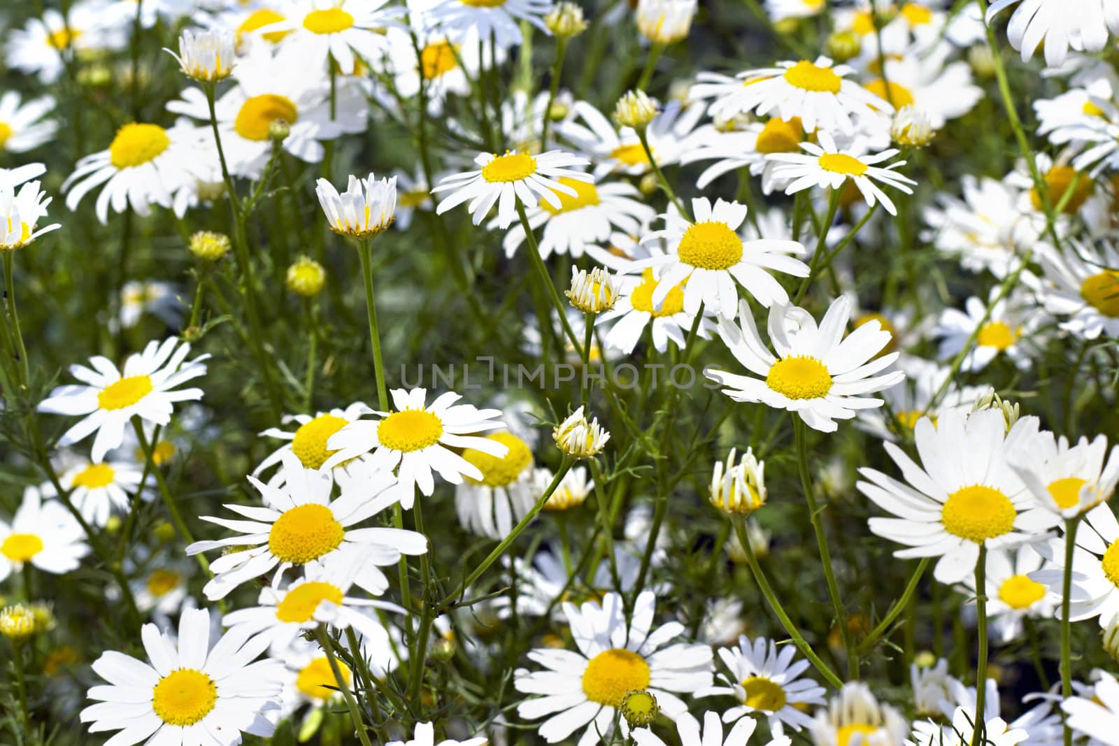 background of blooming daisies by Plus69