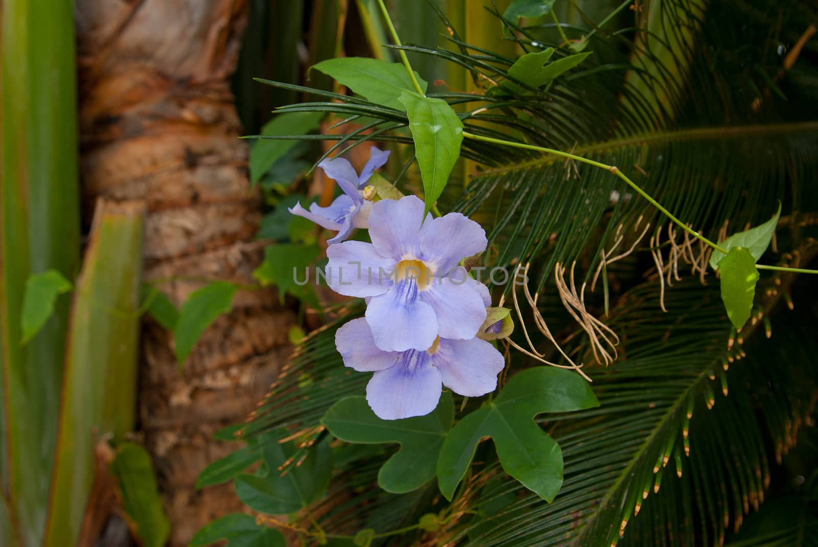 lilac color orchid flower on background of green leaves