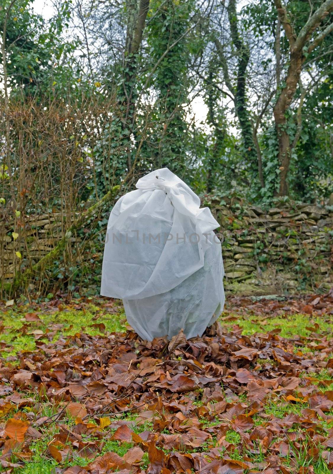 protection of a small shrub against the cold of the winter, by a veil of winter
