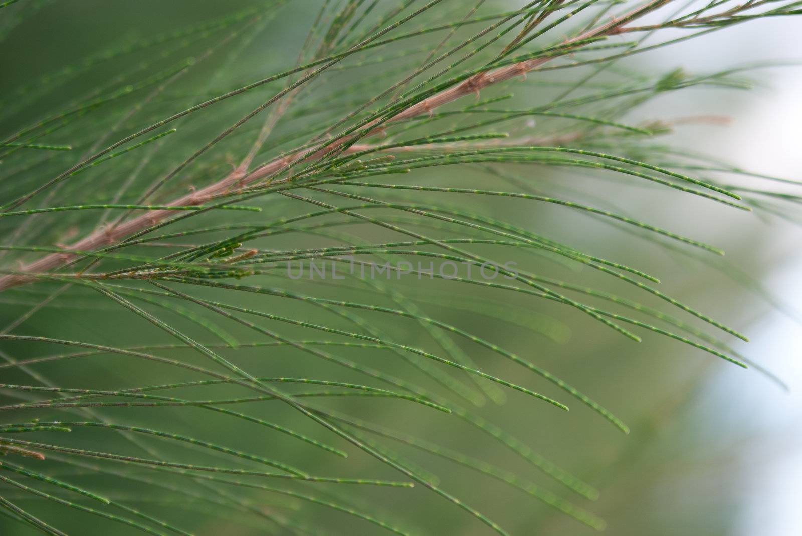 Branch of green fir tree sunlit by Larisa13