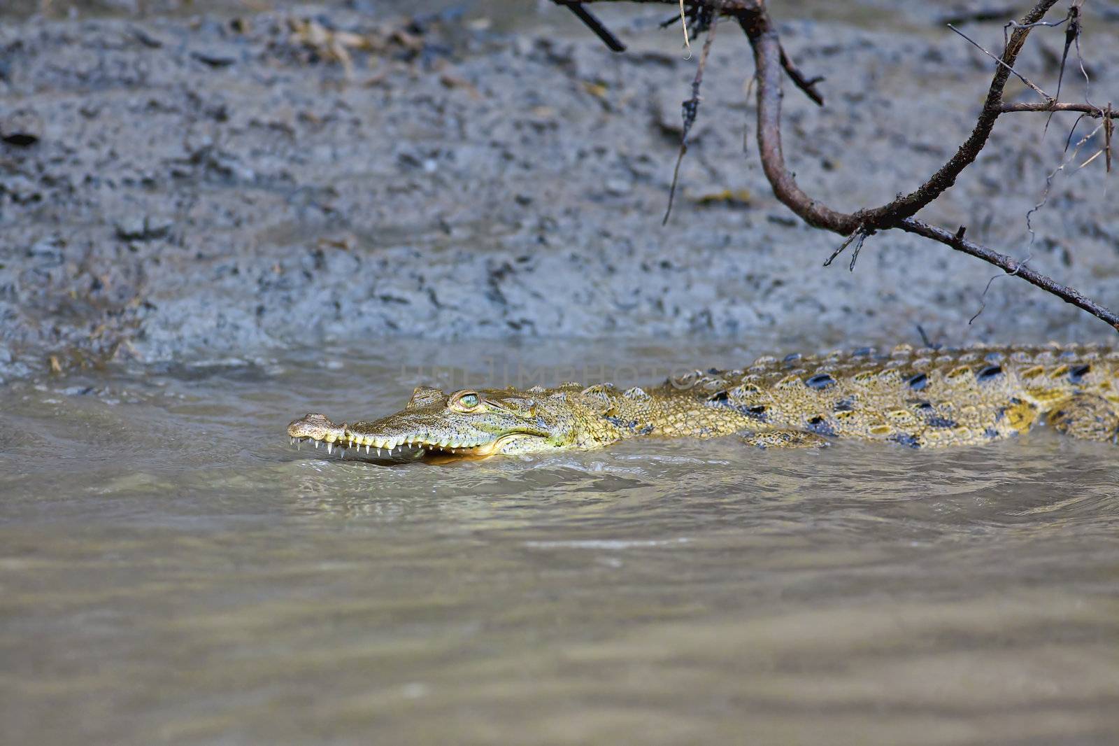 Baby Crocodile in the water by kjorgen