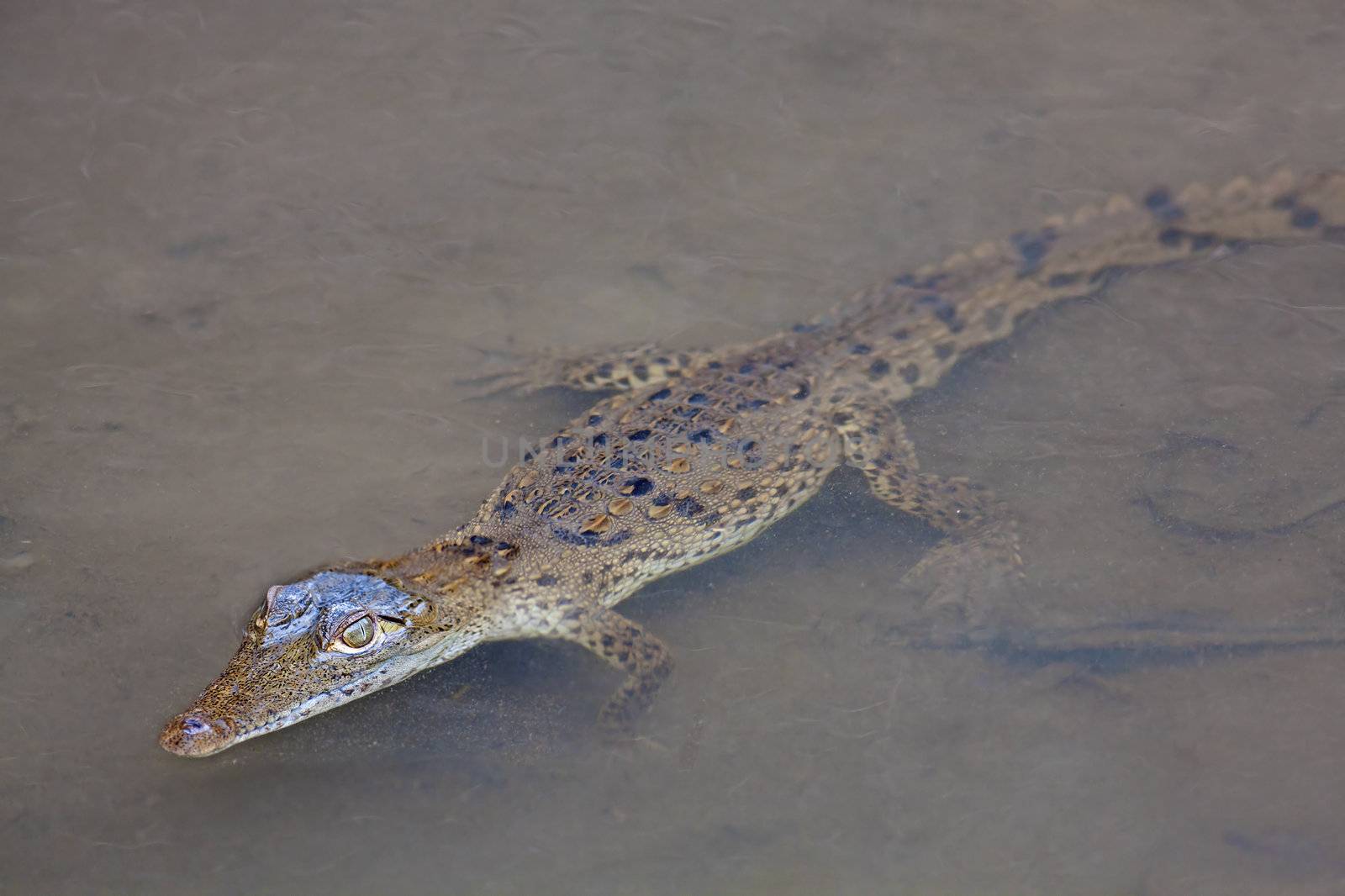 Baby Crocodile in the water by kjorgen