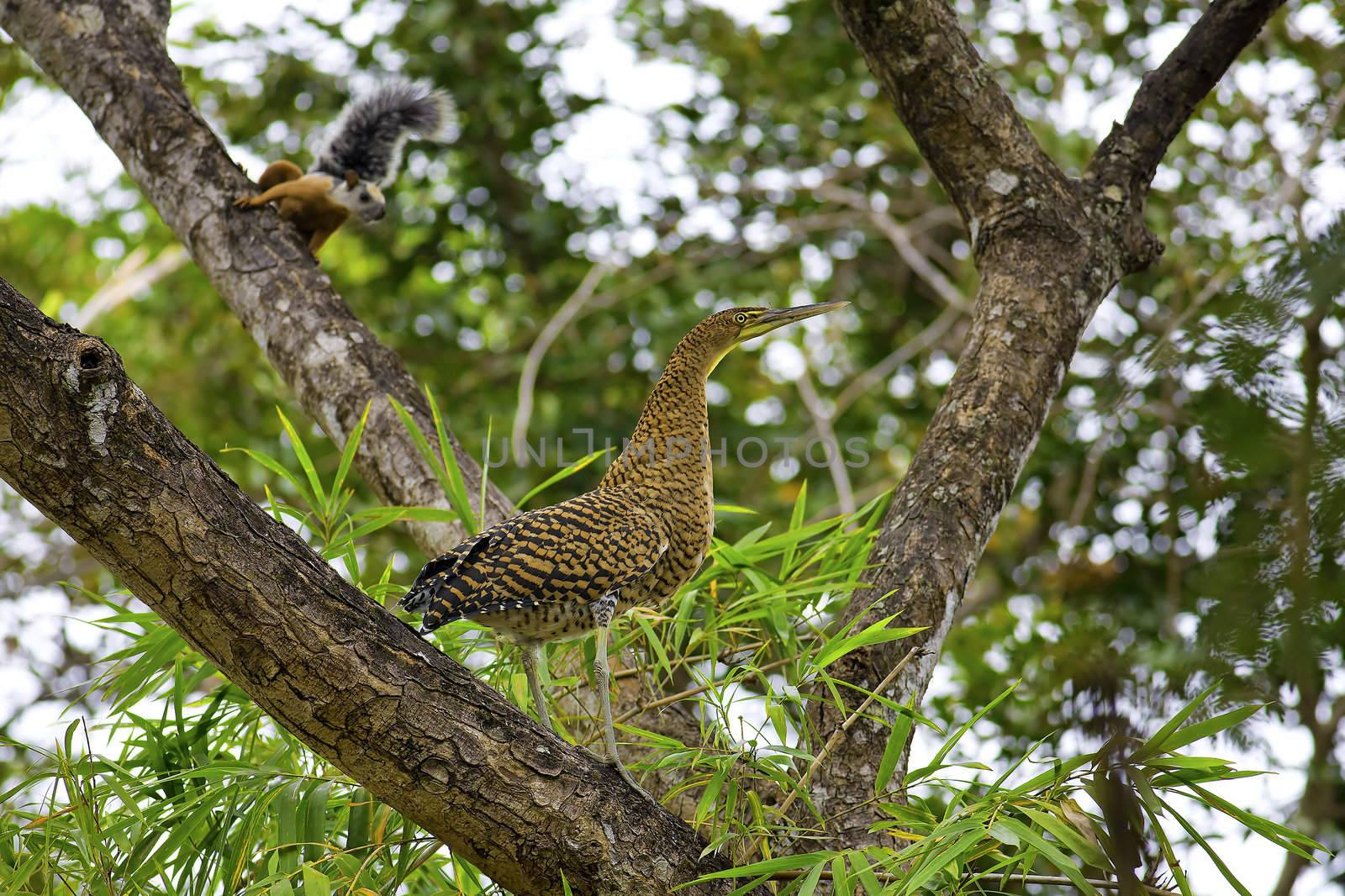 A squirrel watching a juvenile heron in the trees