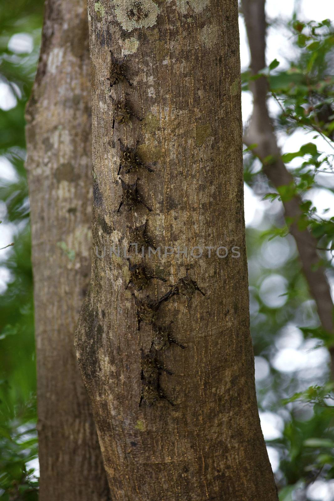 Long nosed bats forming a line in a tree, Costa Rica