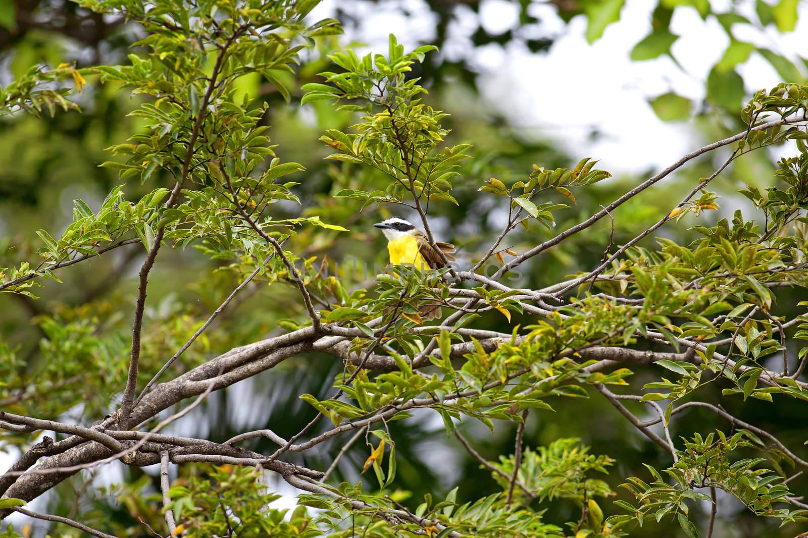 Yellow flycatcher bird sitting in a tree in Costa Rica