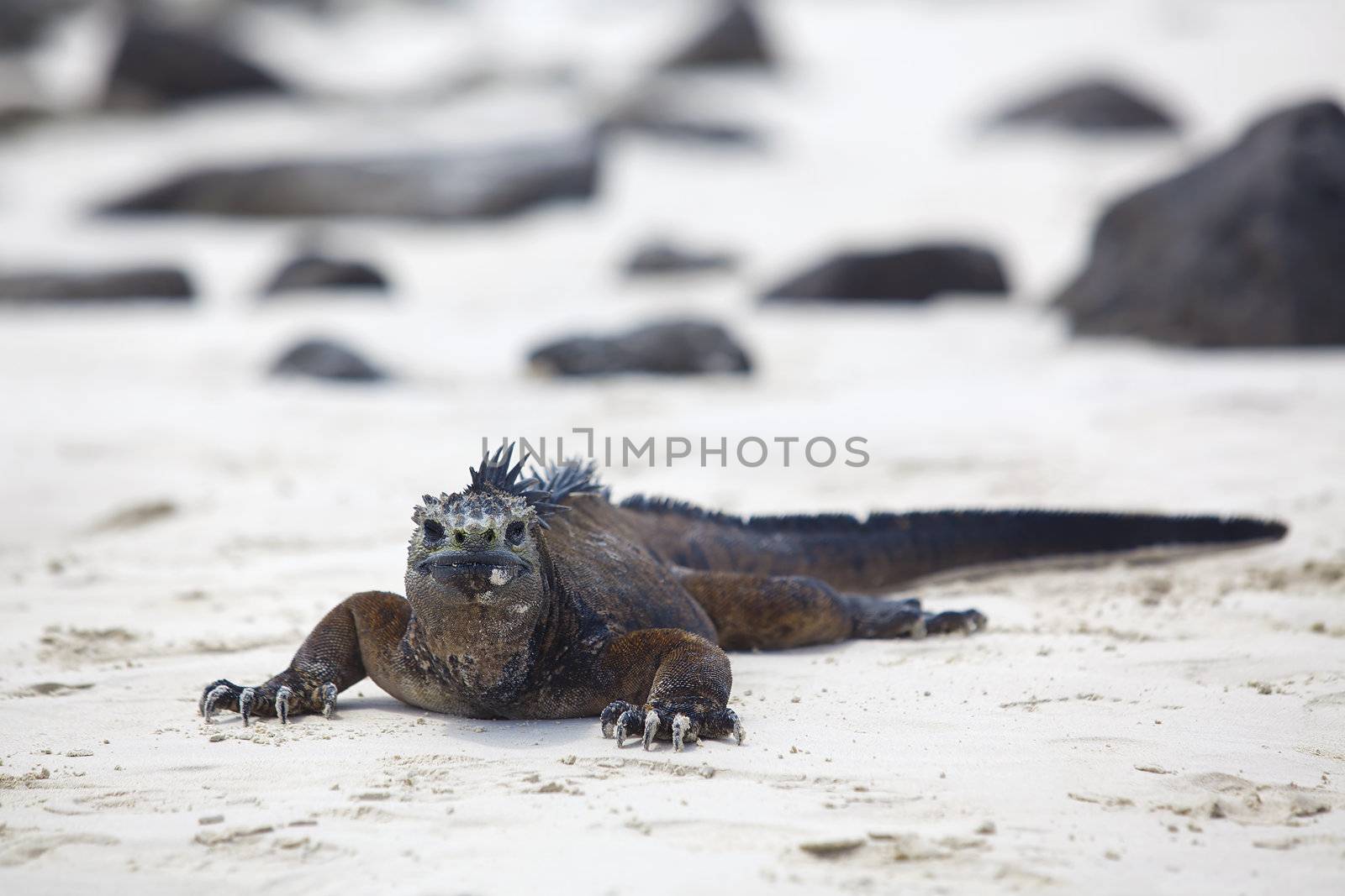 A marine iguana walking on the beach on Galapagos