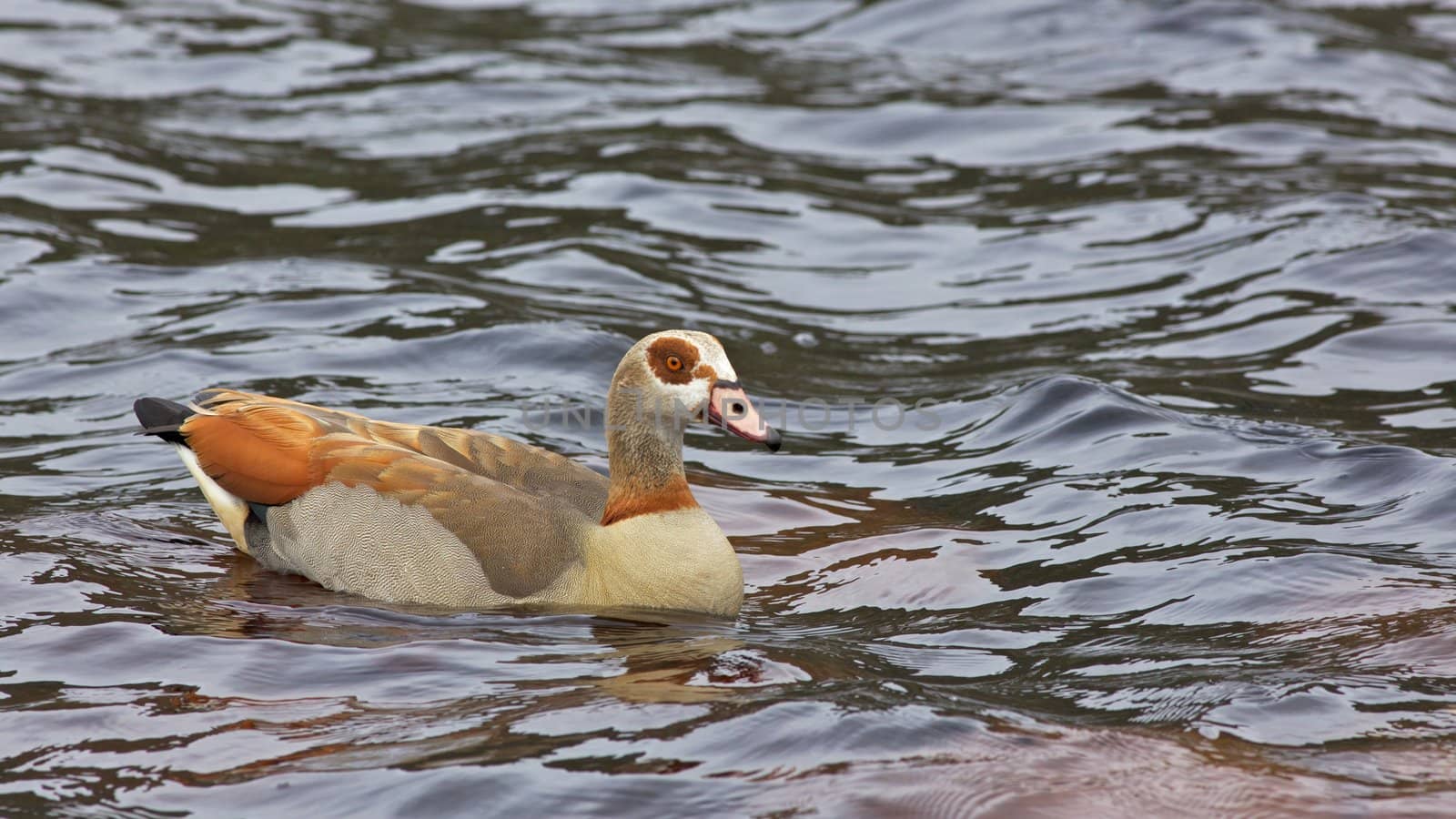 The Egyptian Goose (Alopochen aegyptiacus) is widely distributed across Africa and southern Europe.