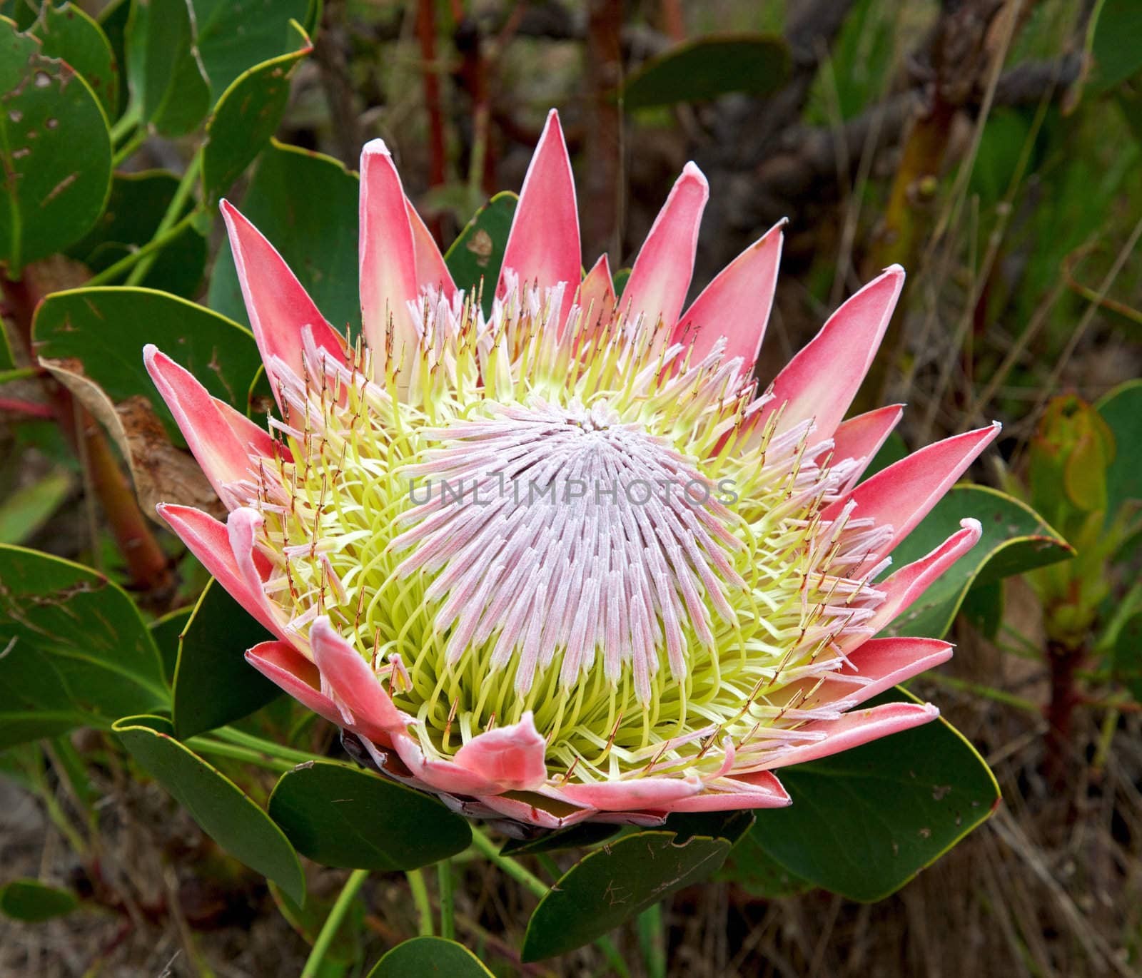 King Protea by zambezi