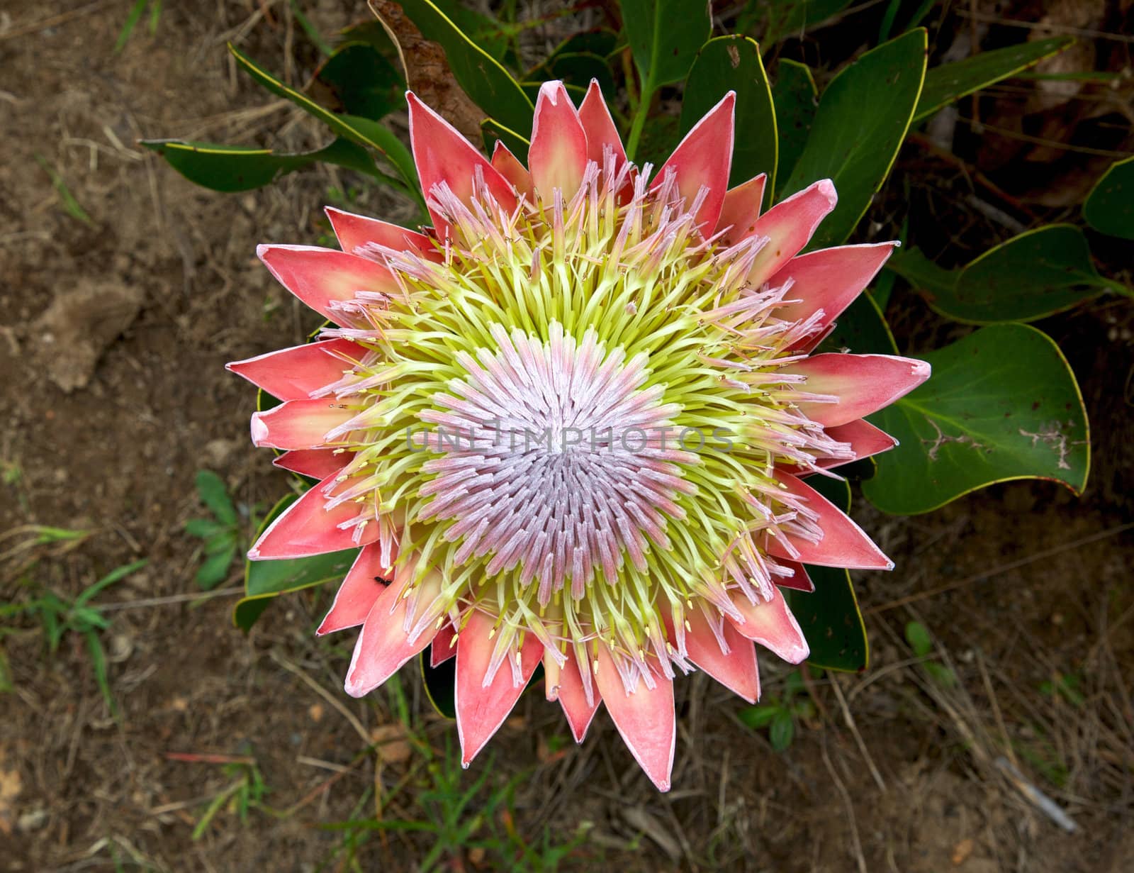 The King or Giant Protea, South Africa's national flower.