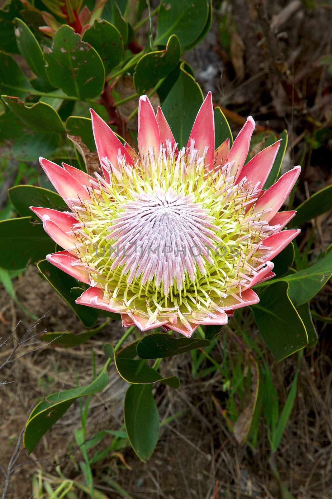 The King or Giant Protea, South Africa's national flower.