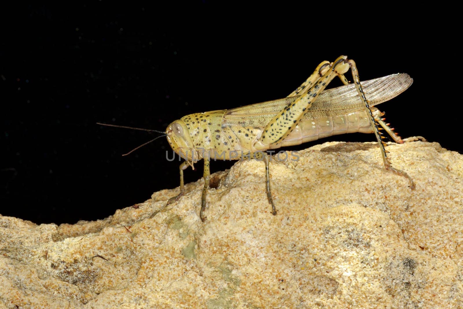A locust resting on a sandstone rock, Western Australia.