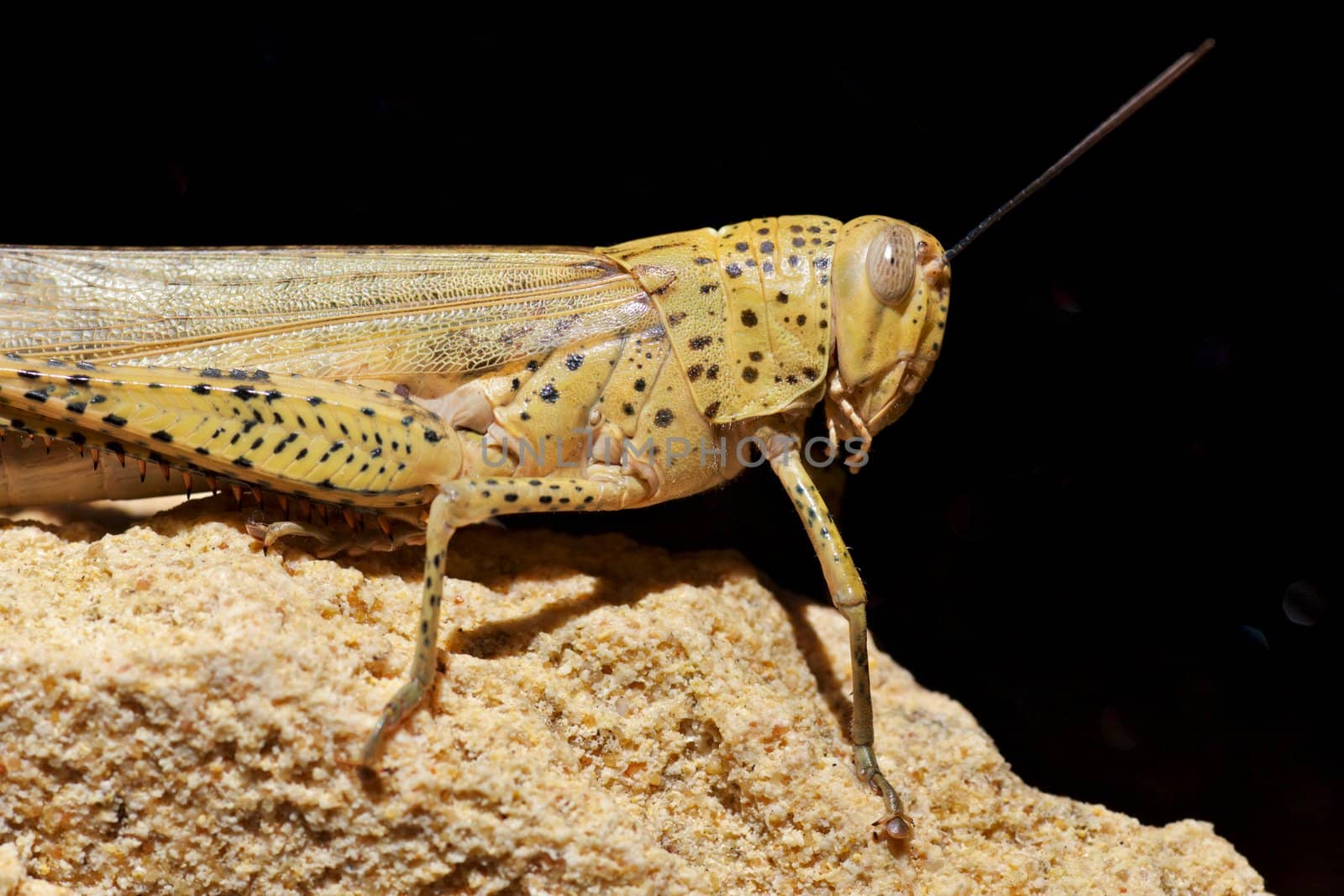 A locust resting on a sandstone rock, Western Australia.