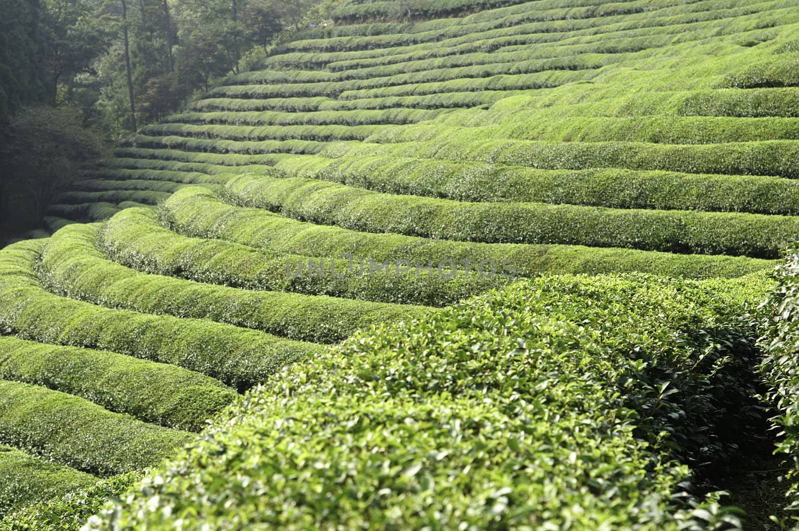 A green tea farm on a hillside in asia