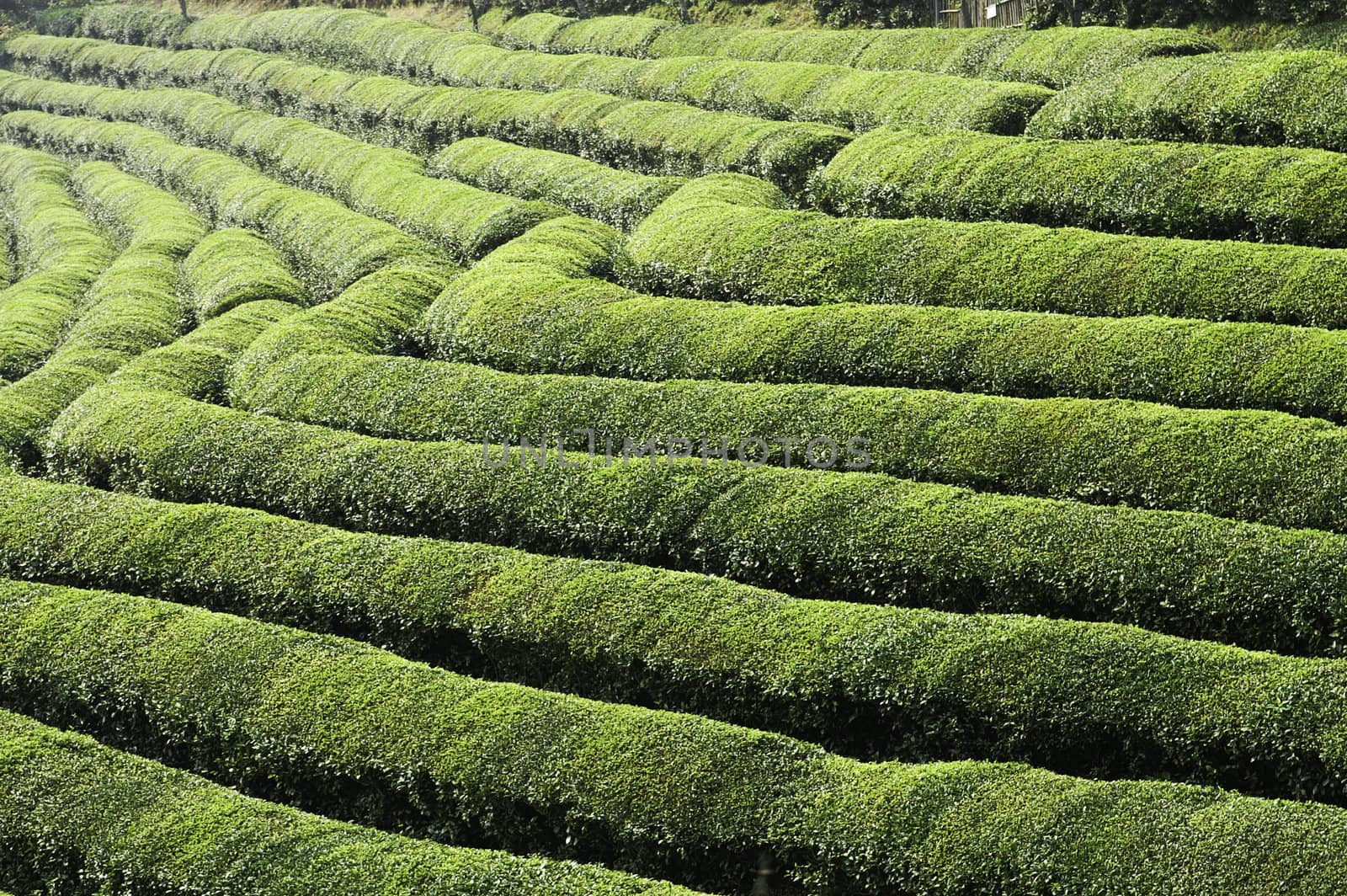 A green tea field sectioned into terraces on a farm in asia.