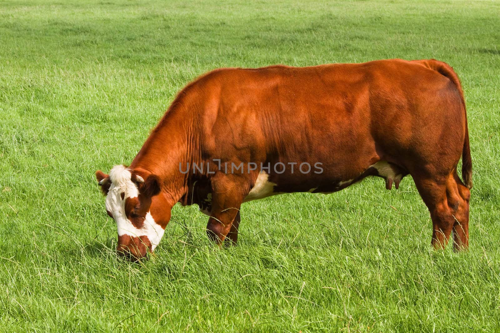 Grassland with grazing meat cow on sunny summerday in the country