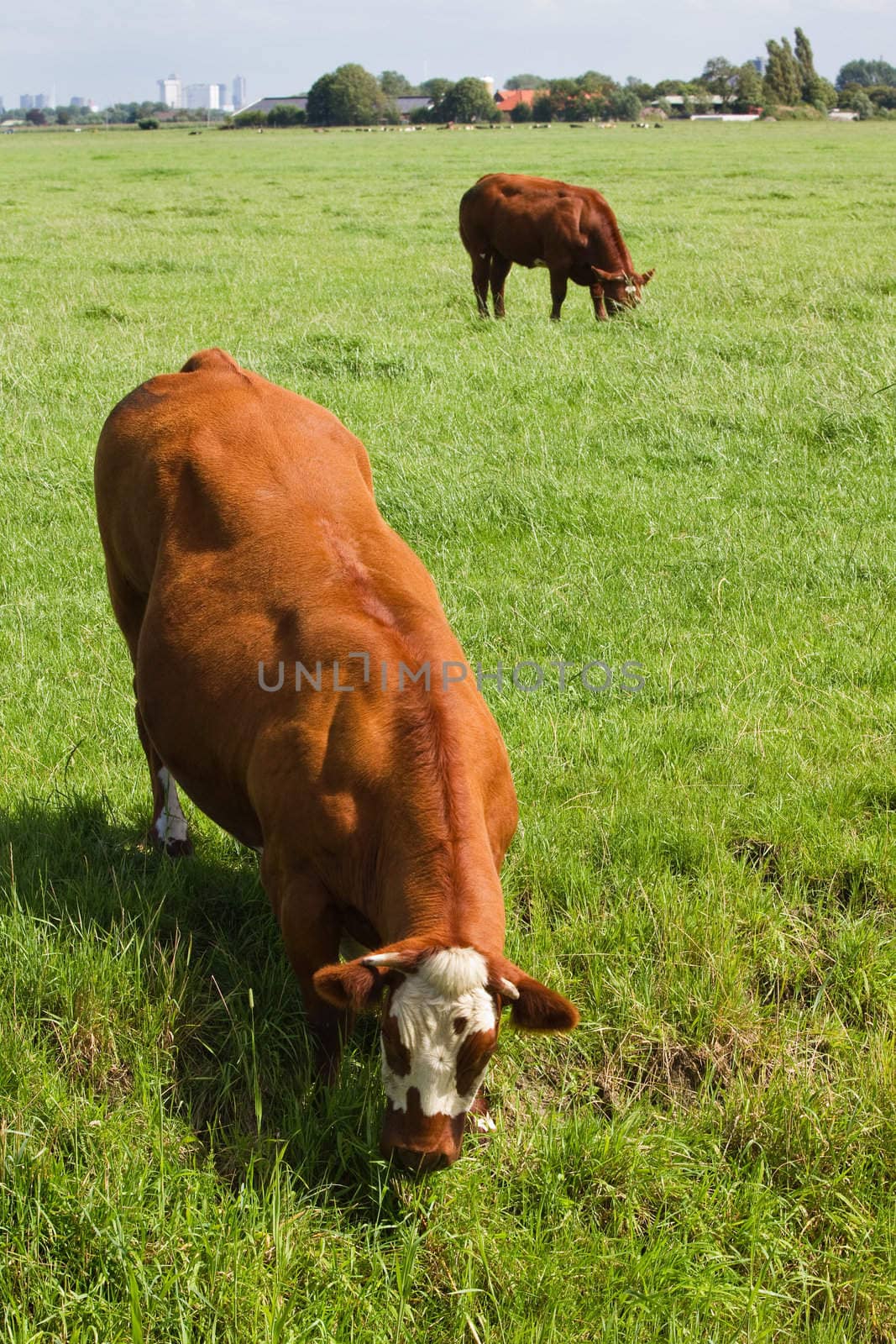 Dutch countrylandscape with farms and grazing meat cows