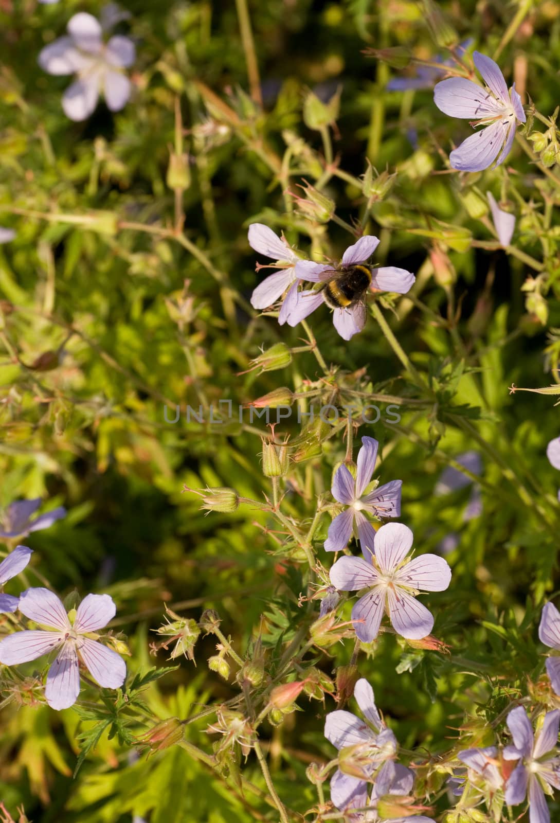 outdoor photo of a bee on a flower