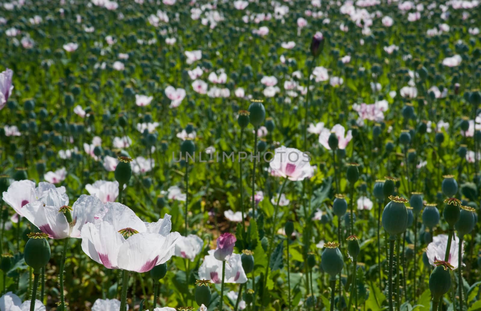 outdoor photo of a field of poppies