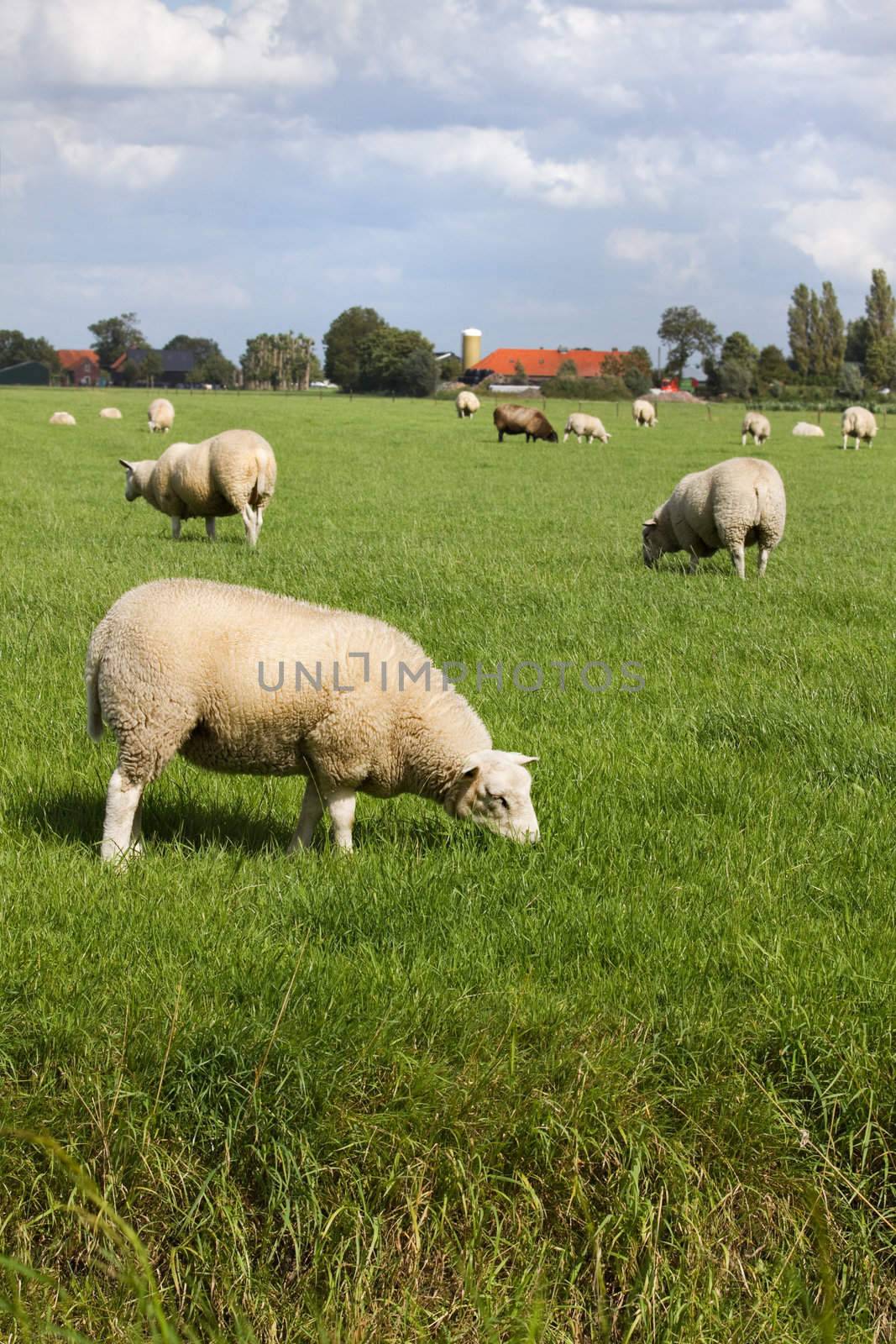 Sheep grazing in Dutch country landscape with farm in background