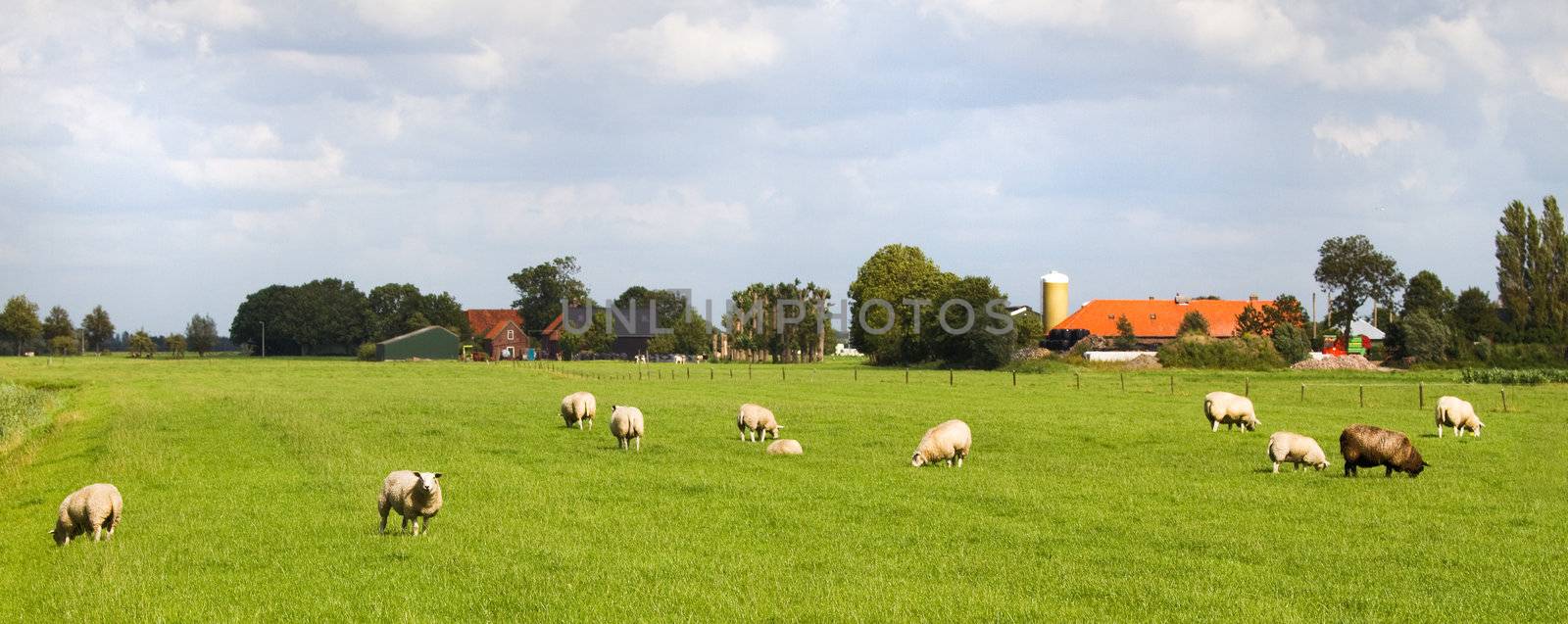 Sheep and farms in Dutch landscape by Colette