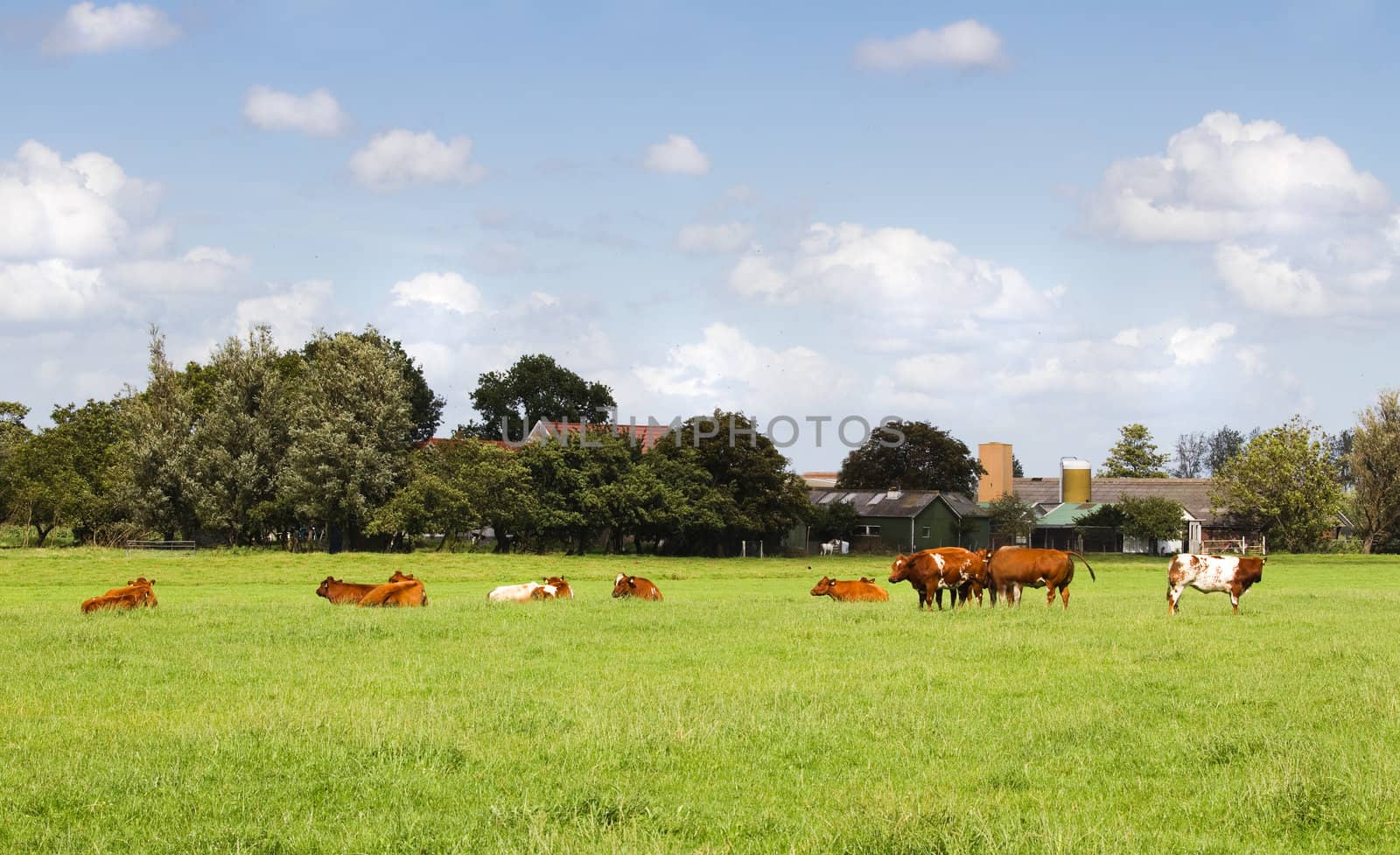 Countrylandscape in summer with meadows, farms and cows