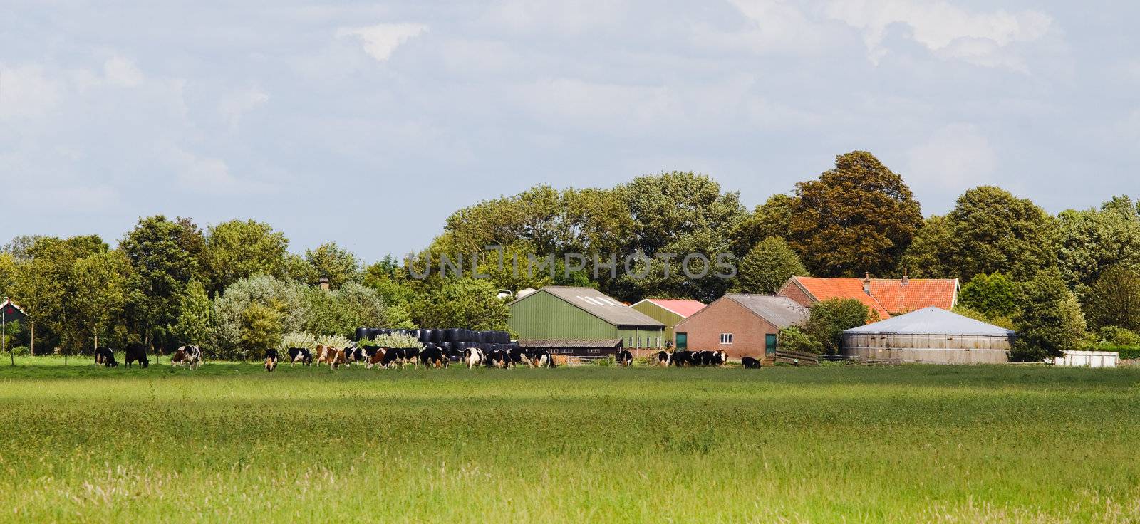 Dutch dairy farm with cows by Colette