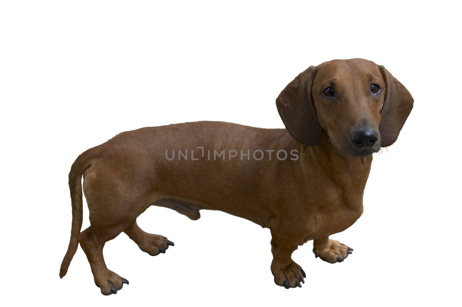isolated dachshund on the white background