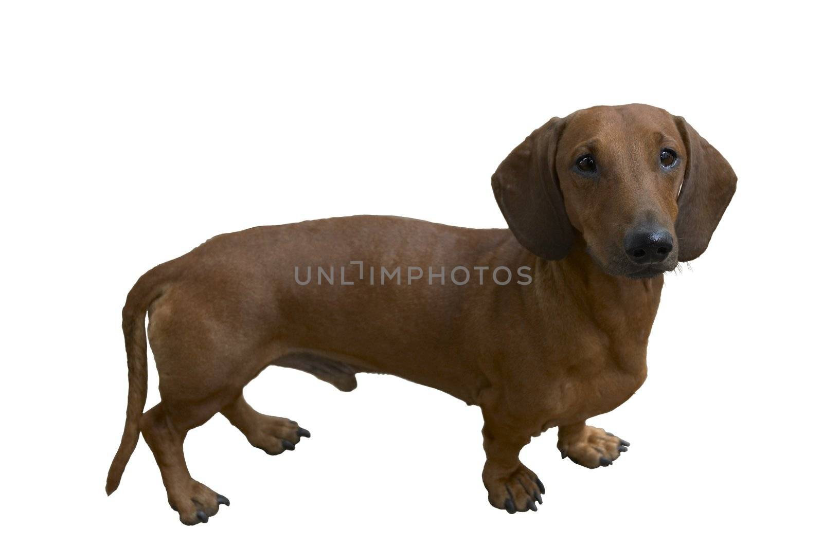 pretty dachshund by Kuzma