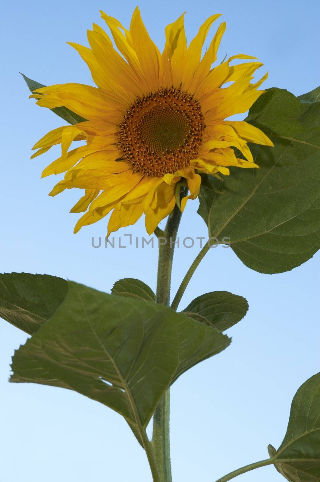 the sunflower