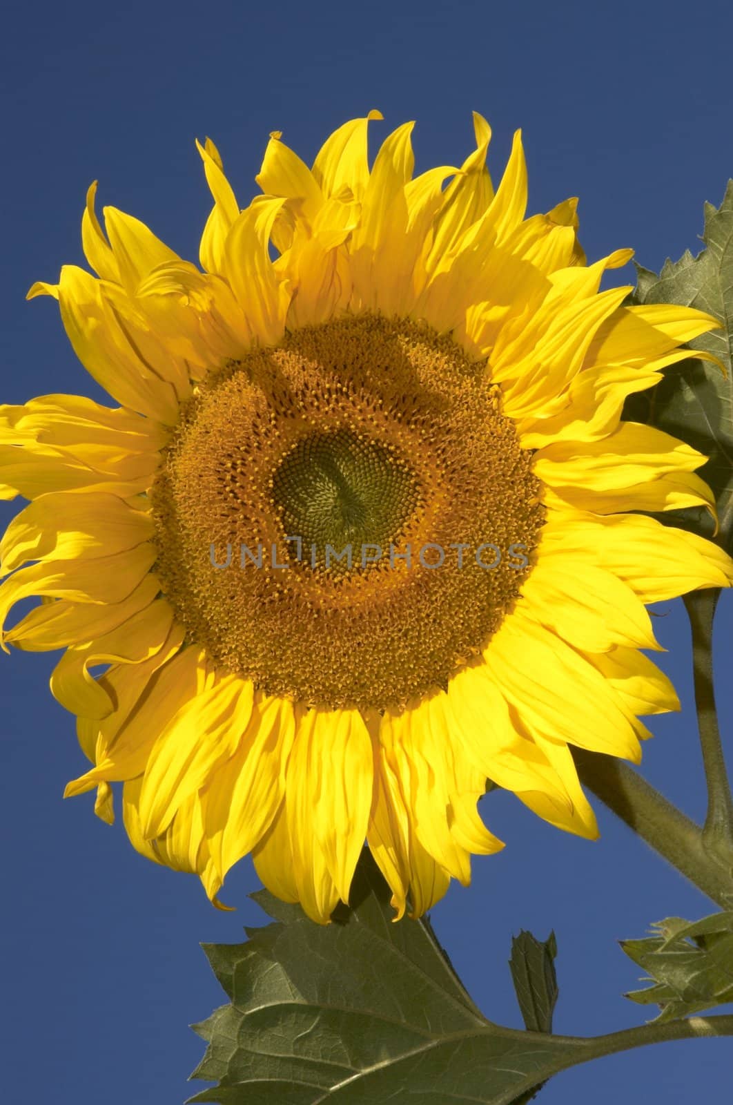the sunflower by Kuzma