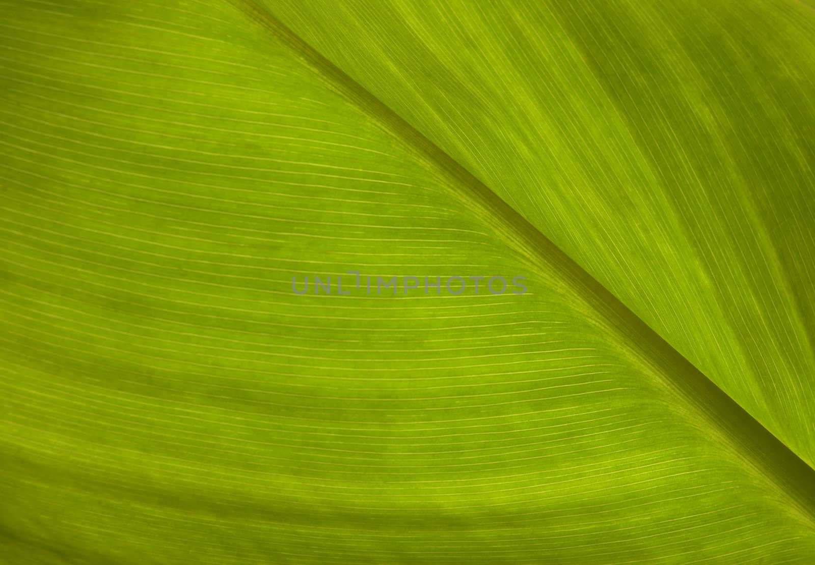 green leaf texture by Kuzma