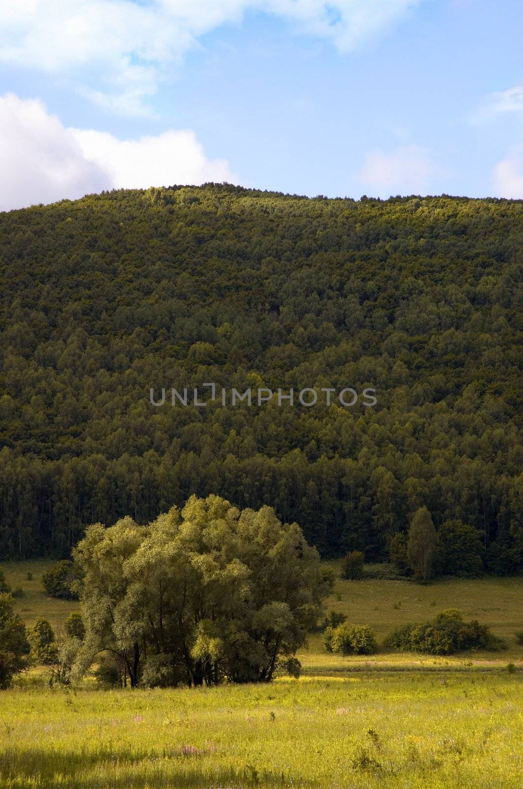 pictorial view of the green velvet hillock