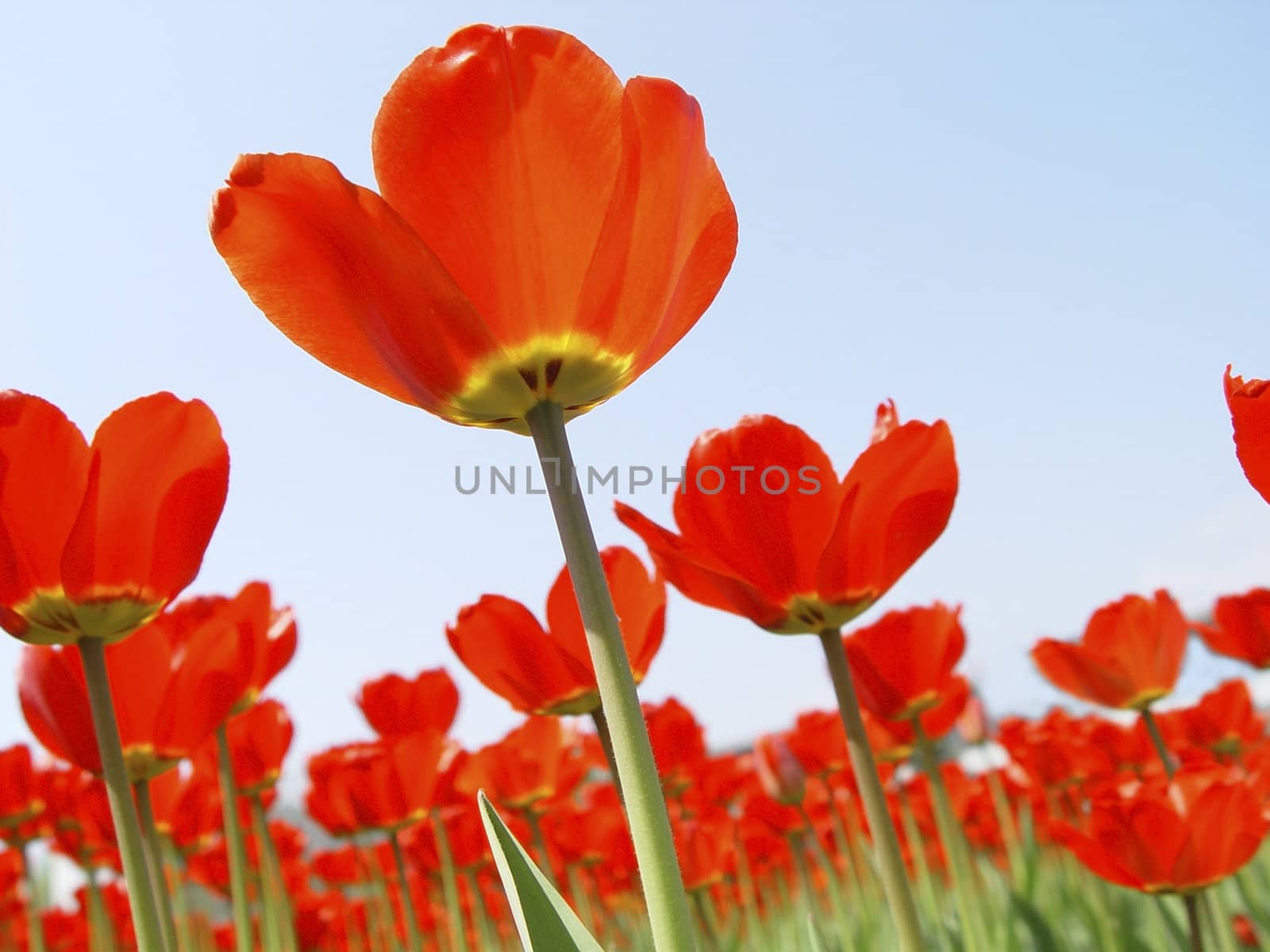 red tulips by Kuzma