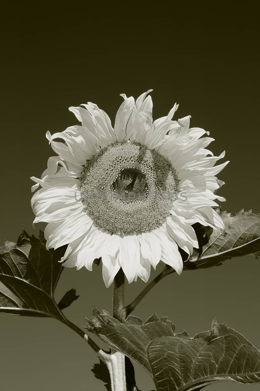 the sunflower by Kuzma