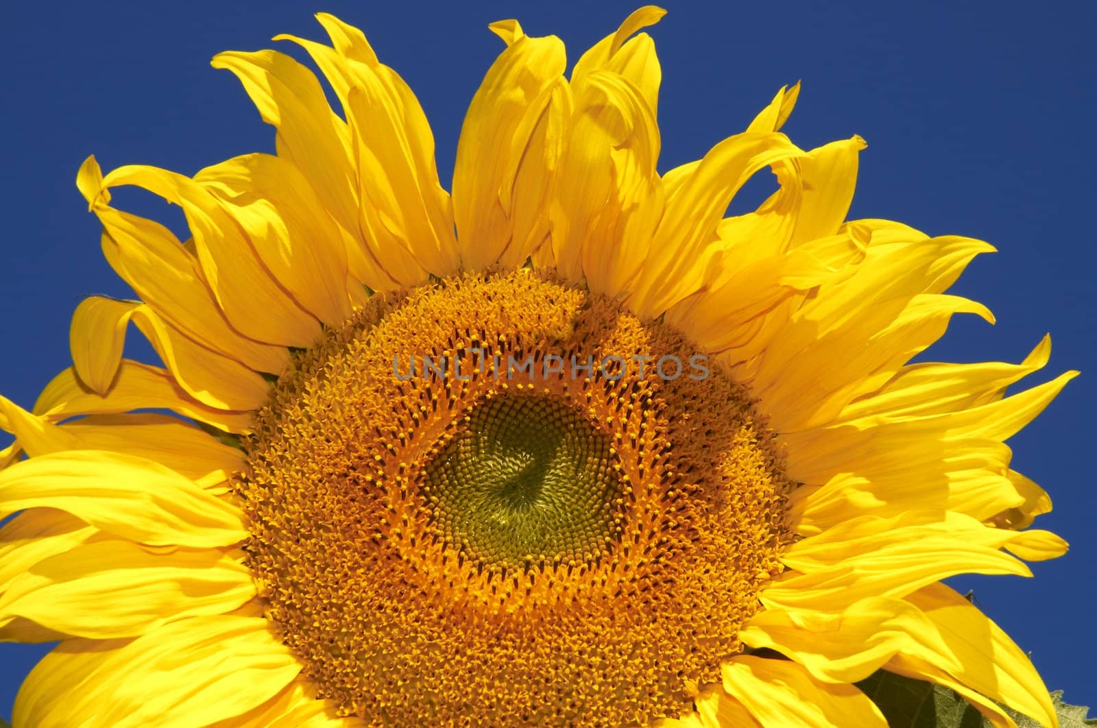 the sunflower by Kuzma