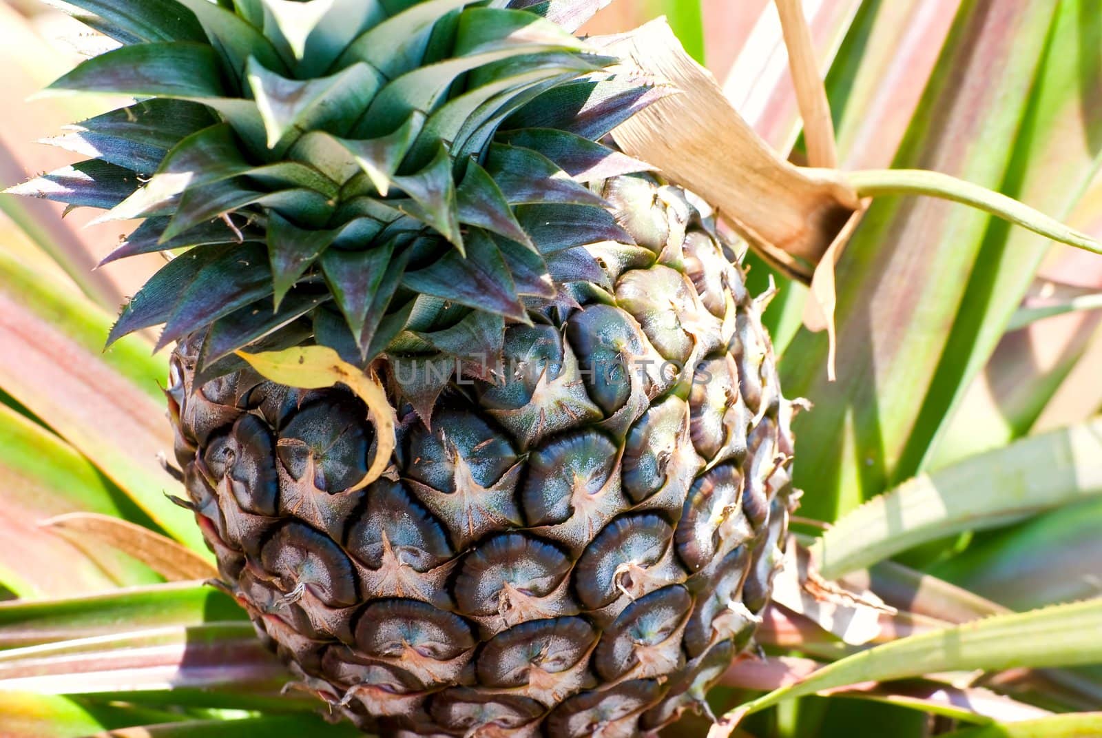 Fresh pineapple by andreyshedko