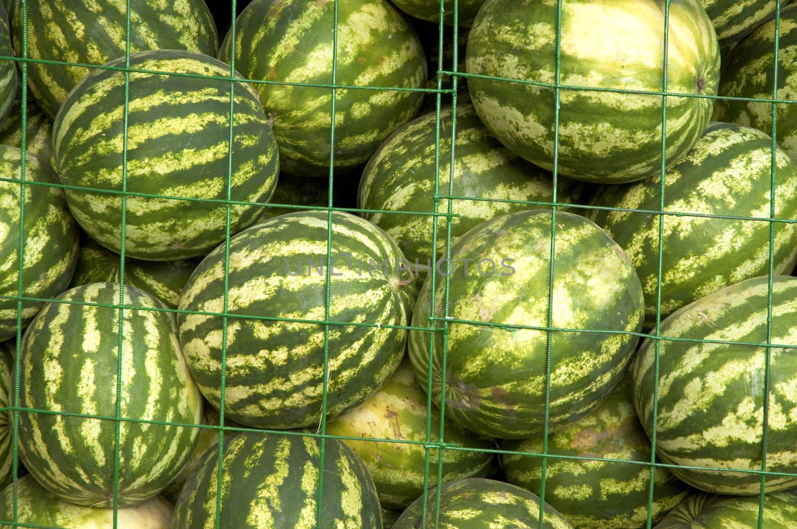 water-melons