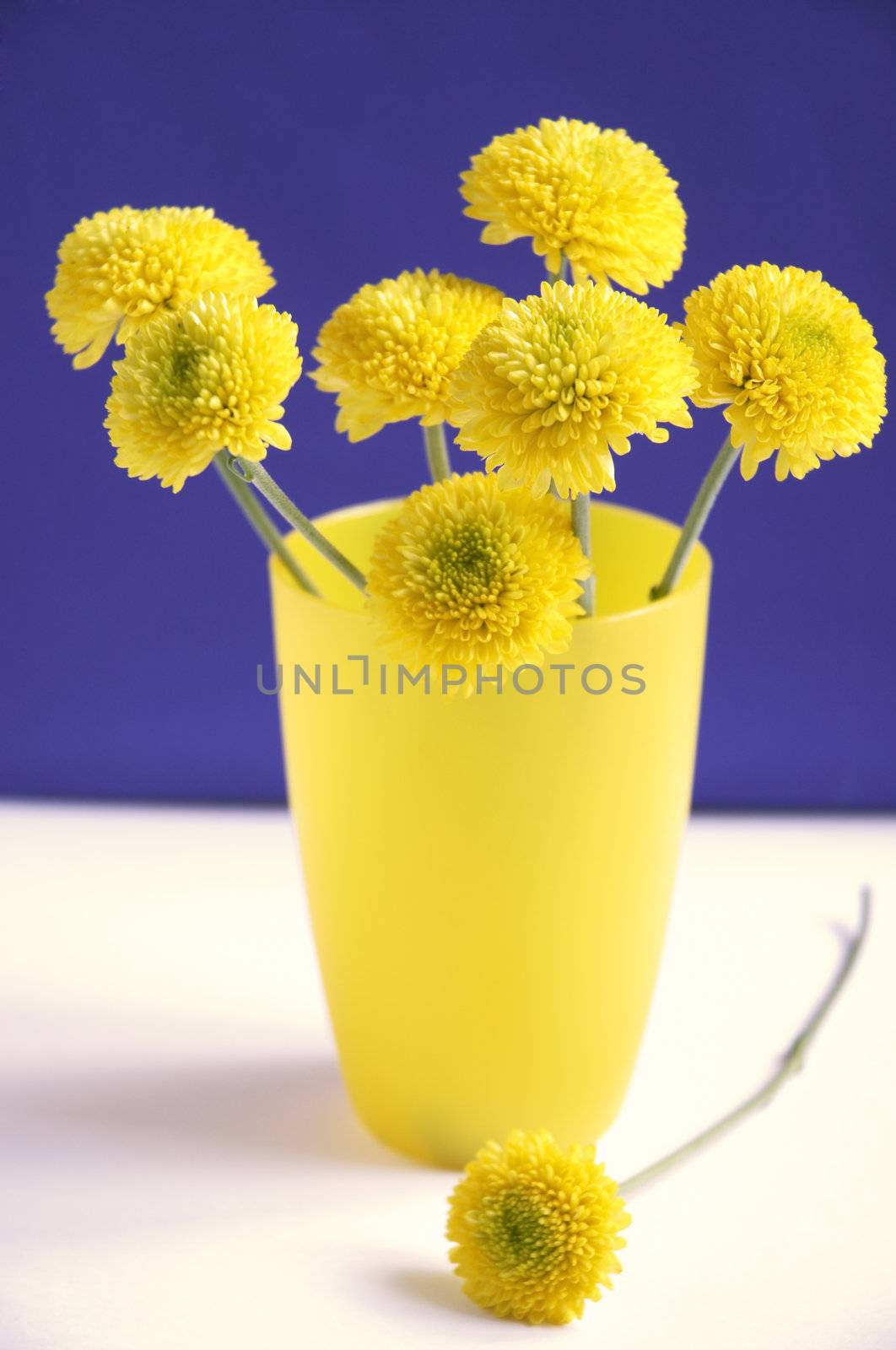 yellow chrysanthemums by Kuzma