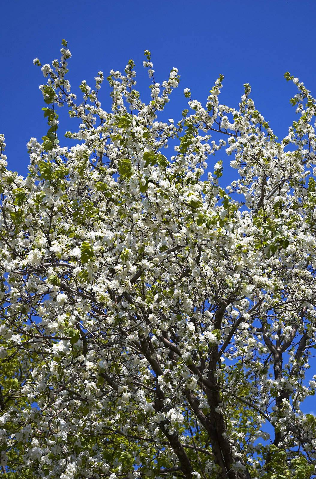 wild apple tree coverd by flowers