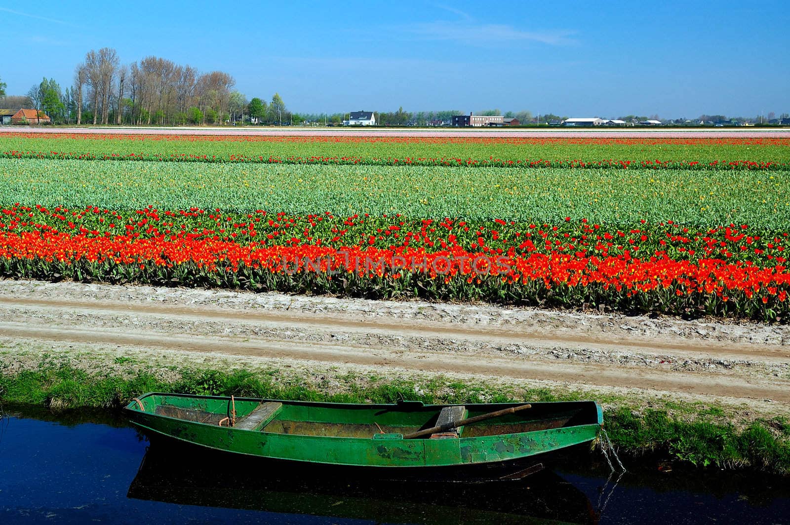 Lonely boat against the background of tulip fields