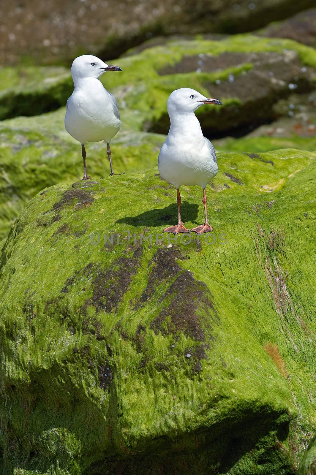 Seagulls by vselenka