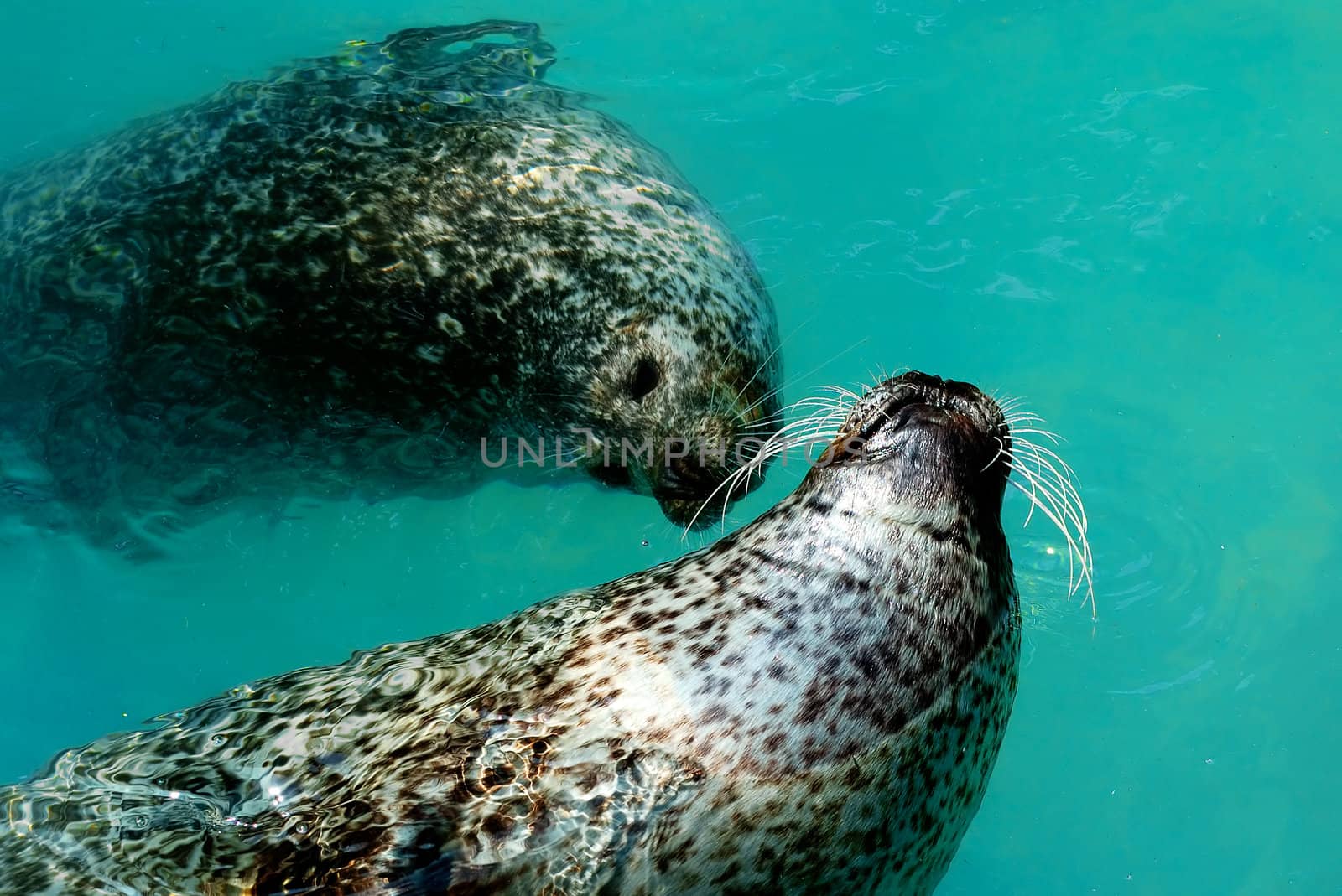 Two seals swimming in blue water